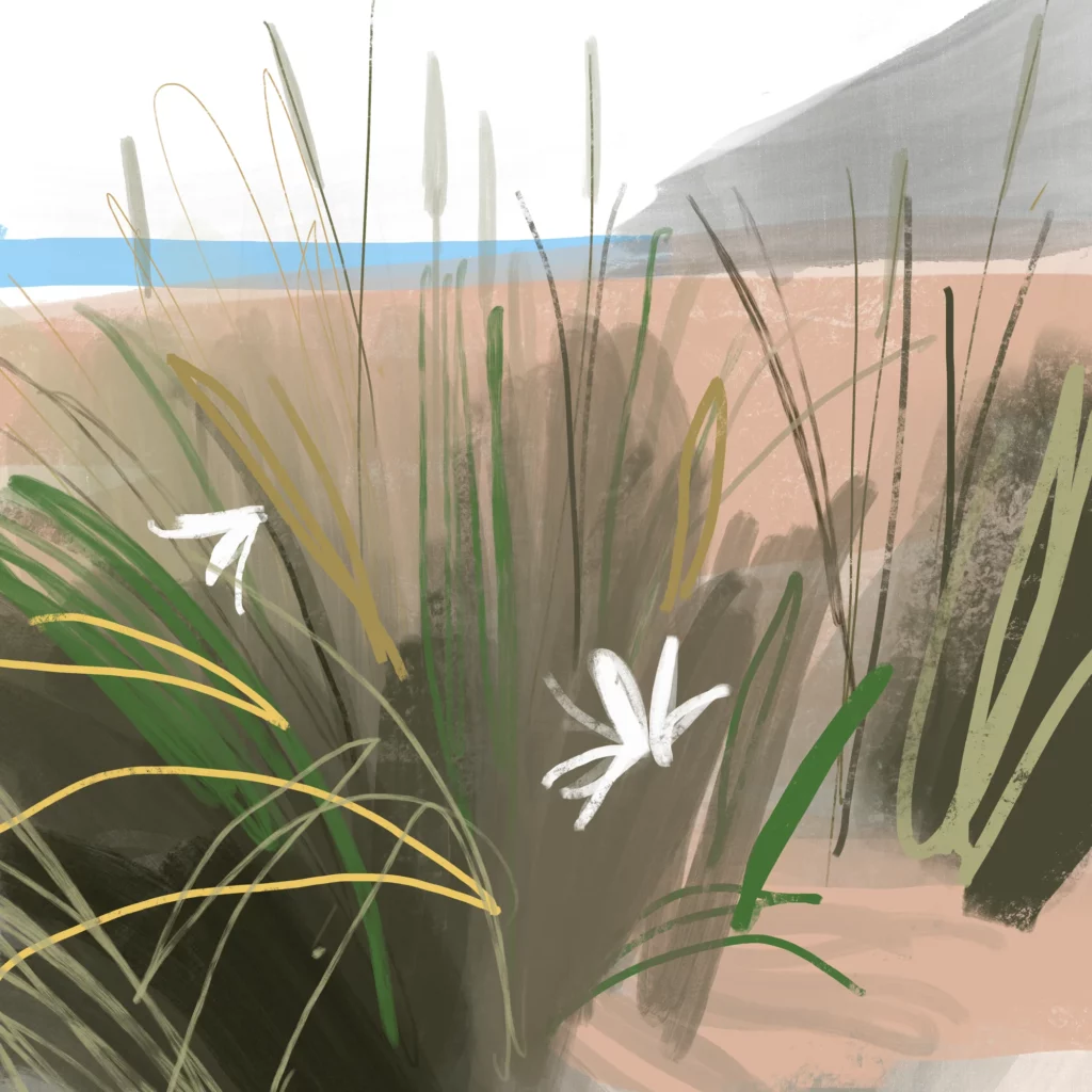 Playa