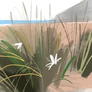 Playa